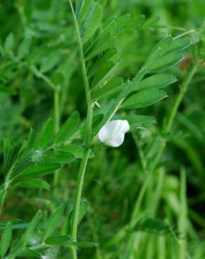 Fotografia 15 da espécie Vicia sativa subesp. sativa no Jardim Botânico UTAD