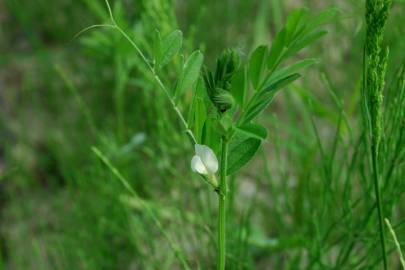 Fotografia da espécie Vicia sativa subesp. sativa