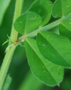 Fotografia 17 da espécie Vicia sativa subesp. sativa no Jardim Botânico UTAD