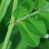 Fotografia 17 da espécie Vicia sativa subesp. sativa do Jardim Botânico UTAD