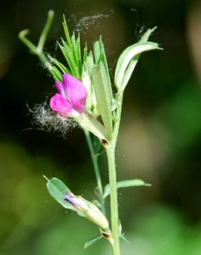 Fotografia 18 da espécie Vicia sativa subesp. sativa no Jardim Botânico UTAD