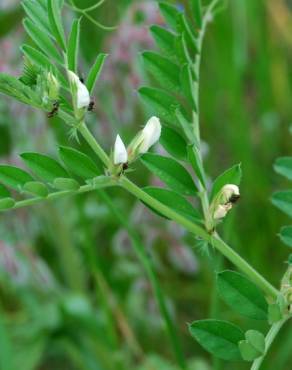 Fotografia 19 da espécie Vicia sativa subesp. sativa no Jardim Botânico UTAD