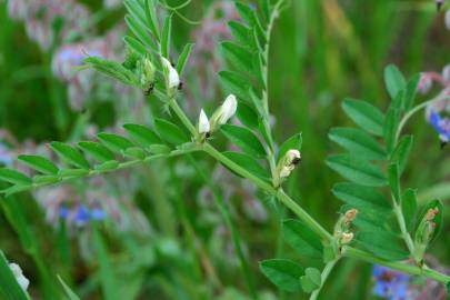 Fotografia da espécie Vicia sativa subesp. sativa