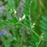 Fotografia 19 da espécie Vicia sativa subesp. sativa do Jardim Botânico UTAD