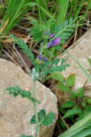 Fotografia da espécie Vicia sativa subesp. sativa