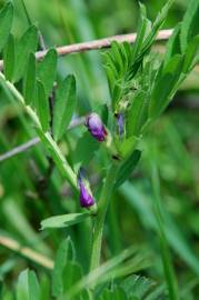 Fotografia da espécie Vicia sativa subesp. sativa
