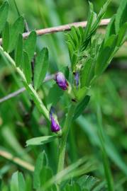 Fotografia da espécie Vicia sativa subesp. sativa