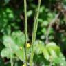 Fotografia 4 da espécie Vulpia ciliata do Jardim Botânico UTAD