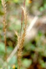 Fotografia da espécie Vulpia ciliata
