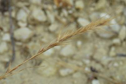 Fotografia da espécie Vulpia ciliata