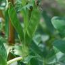 Fotografia 3 da espécie Vicia narbonensis do Jardim Botânico UTAD