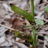 Fotografia 5 da espécie Vicia narbonensis do Jardim Botânico UTAD