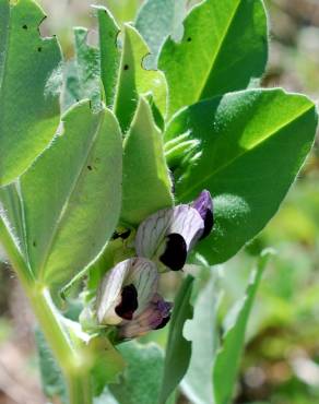 Fotografia 8 da espécie Vicia narbonensis no Jardim Botânico UTAD