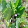 Fotografia 8 da espécie Vicia narbonensis do Jardim Botânico UTAD