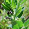 Fotografia 9 da espécie Vicia narbonensis do Jardim Botânico UTAD