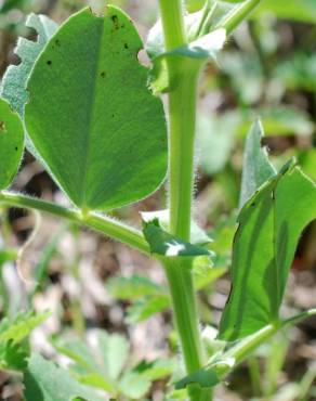 Fotografia 10 da espécie Vicia narbonensis no Jardim Botânico UTAD