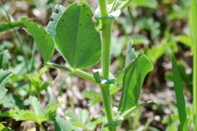 Fotografia da espécie Vicia narbonensis