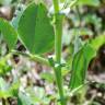 Fotografia 10 da espécie Vicia narbonensis do Jardim Botânico UTAD