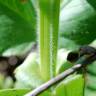 Fotografia 11 da espécie Vicia narbonensis do Jardim Botânico UTAD