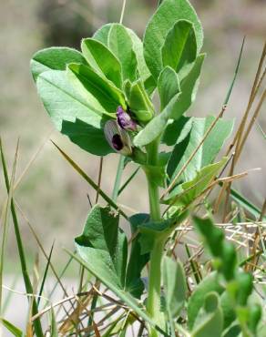 Fotografia 13 da espécie Vicia narbonensis no Jardim Botânico UTAD