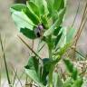 Fotografia 13 da espécie Vicia narbonensis do Jardim Botânico UTAD