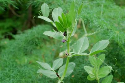 Fotografia da espécie Vicia narbonensis