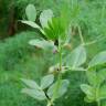 Fotografia 14 da espécie Vicia narbonensis do Jardim Botânico UTAD