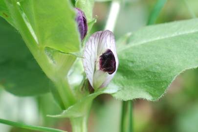 Fotografia da espécie Vicia narbonensis