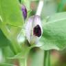 Fotografia 17 da espécie Vicia narbonensis do Jardim Botânico UTAD