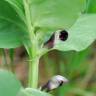 Fotografia 18 da espécie Vicia narbonensis do Jardim Botânico UTAD