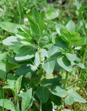 Fotografia 19 da espécie Vicia narbonensis no Jardim Botânico UTAD