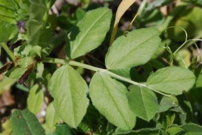 Fotografia da espécie Vicia narbonensis