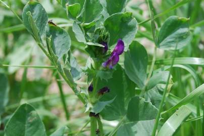 Fotografia da espécie Vicia narbonensis