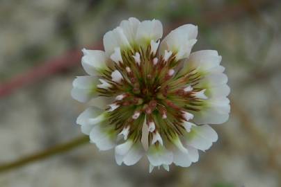 Fotografia da espécie Trifolium repens var. repens