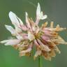 Fotografia 9 da espécie Trifolium repens var. repens do Jardim Botânico UTAD