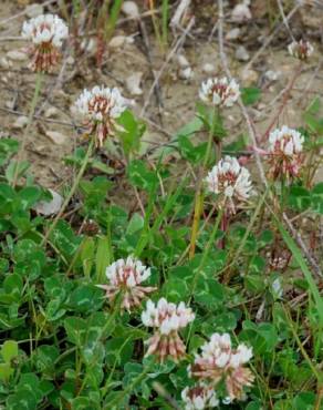 Fotografia 10 da espécie Trifolium repens var. repens no Jardim Botânico UTAD