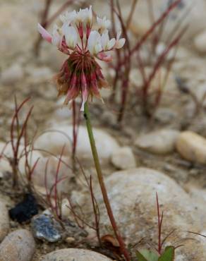 Fotografia 11 da espécie Trifolium repens var. repens no Jardim Botânico UTAD