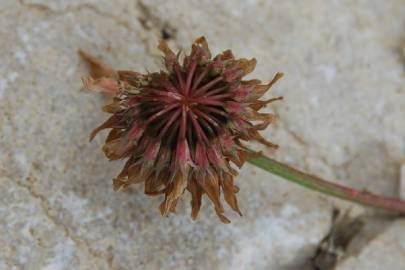 Fotografia da espécie Trifolium repens var. repens