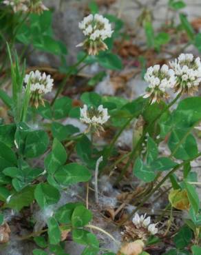 Fotografia 14 da espécie Trifolium repens var. repens no Jardim Botânico UTAD