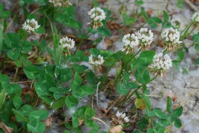 Fotografia da espécie Trifolium repens var. repens