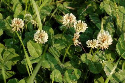 Fotografia da espécie Trifolium repens var. repens