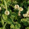 Fotografia 15 da espécie Trifolium repens var. repens do Jardim Botânico UTAD