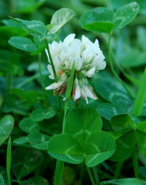 Fotografia 16 da espécie Trifolium repens var. repens no Jardim Botânico UTAD