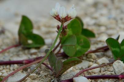 Fotografia da espécie Trifolium repens var. repens