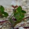 Fotografia 17 da espécie Trifolium repens var. repens do Jardim Botânico UTAD