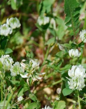 Fotografia 6 da espécie Trifolium nigrescens subesp. nigrescens no Jardim Botânico UTAD