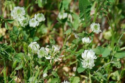 Fotografia da espécie Trifolium nigrescens subesp. nigrescens