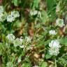 Fotografia 6 da espécie Trifolium nigrescens subesp. nigrescens do Jardim Botânico UTAD