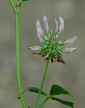 Fotografia 7 da espécie Trifolium nigrescens subesp. nigrescens no Jardim Botânico UTAD