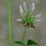 Fotografia 7 da espécie Trifolium nigrescens subesp. nigrescens do Jardim Botânico UTAD